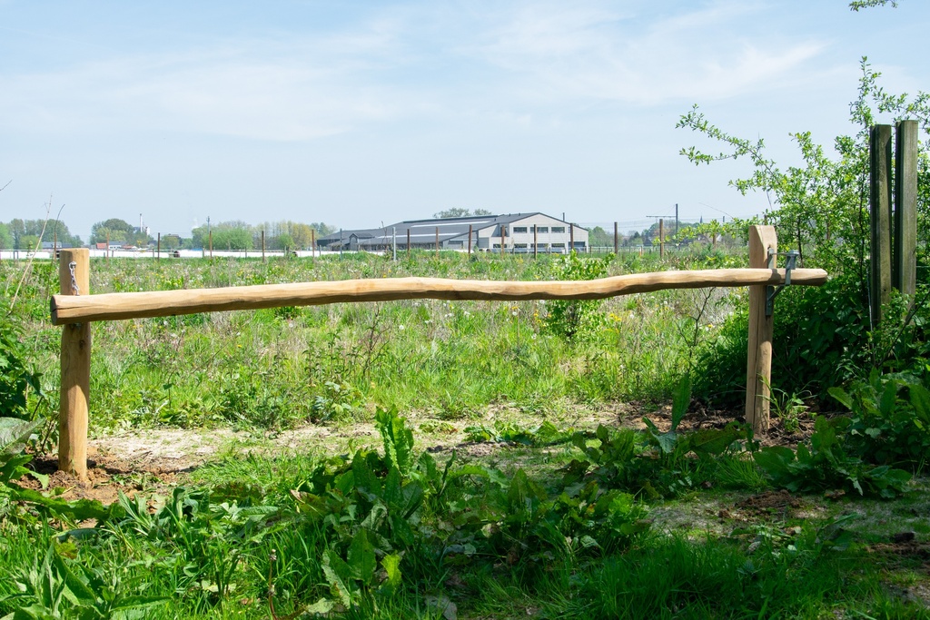 SLAGBOOM ROBINIA