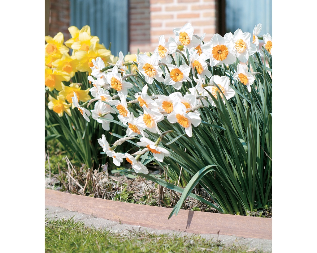 [8400*] AZOBÉ LAMELLES 6X100MM